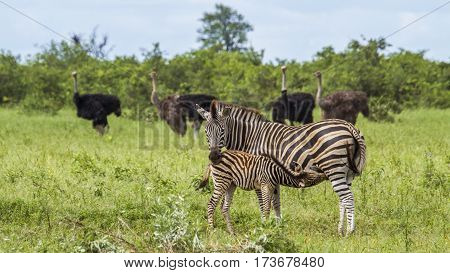 wild zebras in a green savannah, in Kruger Park, South Africa
