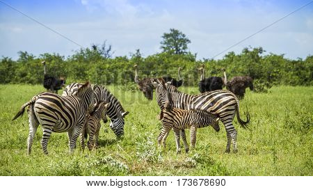 wild zebras in a green savannah, in Kruger Park, South Africa