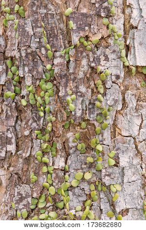Dischidia ruscifolia or million hearts plant on tree.