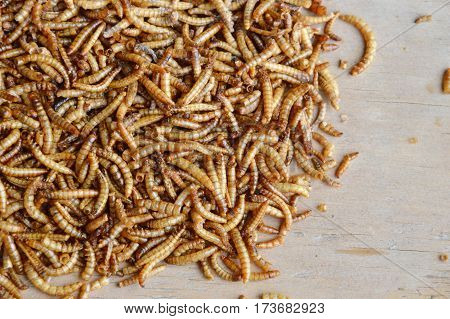 dried worm for feeding rodent and bird with lizard on wooden board