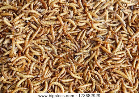 close up of dried worm for feeding rodent and bird with lizard