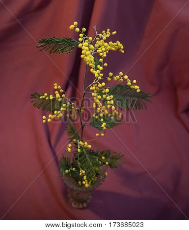 Branch of the Acacia dealbata on red