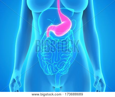 Human Stomach Anatomy Illustration . 3D render