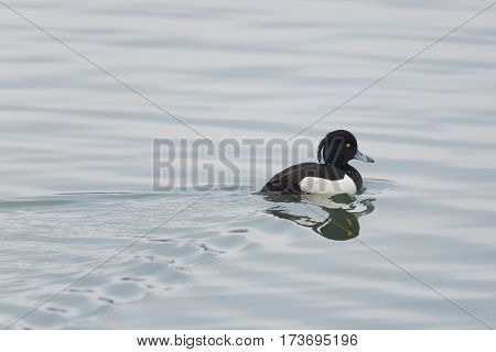 portrait of male tufted duck (Aythya fuligula) while swimming