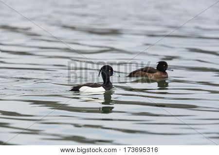 portrait of natural couple tufted ducks (Aythya fuligula) while swimming