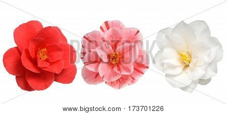 Camellia Flowers Isolated