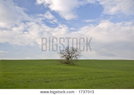 Fa zöld mezőn 2