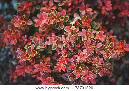 berberis thunbergii Admiration close up in summer garden