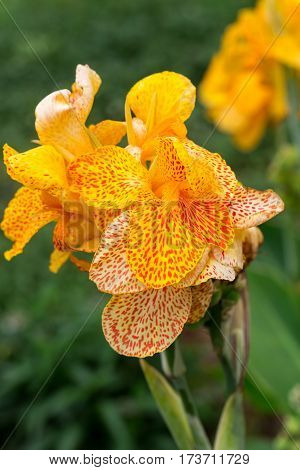 Blossoms of a yellow gladioli in the garden