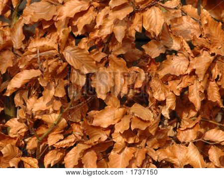 Leafs