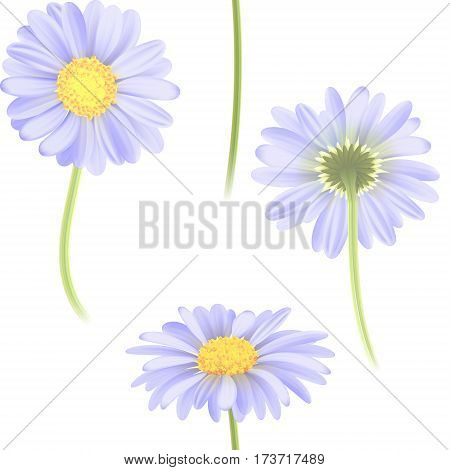 Vector blue chamomile flower seamless pattern. Realistic vector daisy. Background design for herbal tea, natural cosmetics, health care products, aromatherapy, homeopathy, textile.