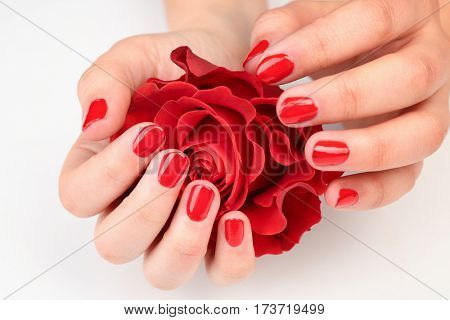Nail art concept. Beautiful female hands with neat manicure holding red rose