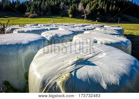 Stack Or Pile Of Hay Bale Rolls.