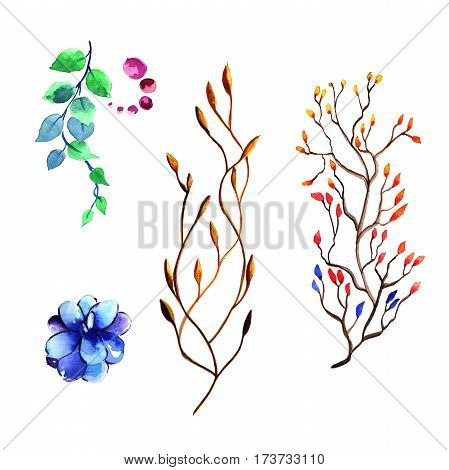 Wildflower succulentus flower in a watercolor style isolated. Full name of the plant: succulentus. Aquarelle wild flower for background, texture, wrapper pattern, frame or border.
