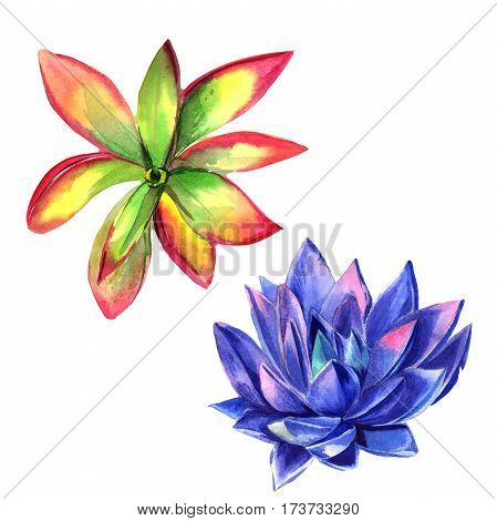 Wildflower succulentus flower in a watercolor style isolated. Full name of the plant: succulentus. Aquarelle wild flower for background, texture, wrapper pattern, frame or border.