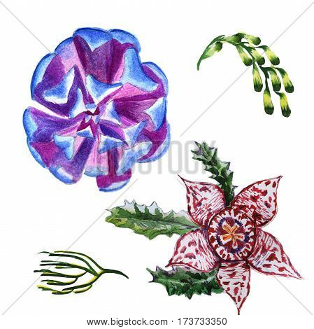 Wildflower succulentus flower in a watercolor style isolated. Full name of the plant: succulentus. Aquarelle wild flower for background, texture, wrapper pattern, frame or border.