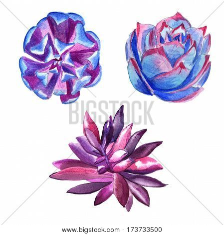 Wildflower succulentus flowers in a watercolor style isolated. Full name of the plant: succulentus. Aquarelle wild flower for background, texture, wrapper pattern, frame or border.