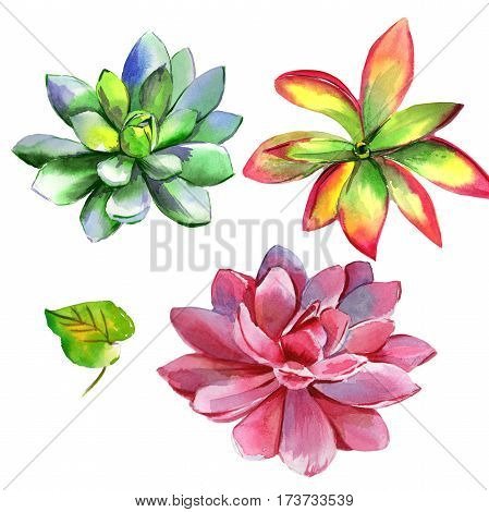 Wildflower succulentus flower in a watercolor style isolated. Full name of the plant: succulentus. Aquarelle wild flower for background, texture, wrapper pattern, frame or border.