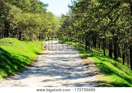 Road Through The Forest