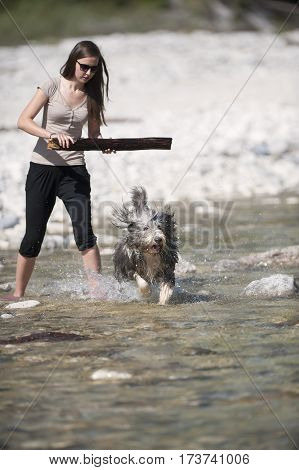 Woman playing with her bearded collie dog in water. She is holding big wooden stick and dog is ready to catch it.