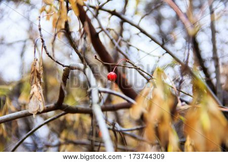 Tree with yellow leaves and rowan berry in autumn day.