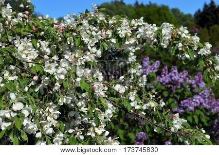 Apple tree flowers spring beauty white beauty