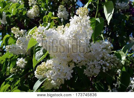 flowering spring flowers the lilac beauty of the greenery