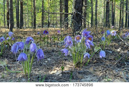 spring Bush flowers flowerbed greens snowdrop forest