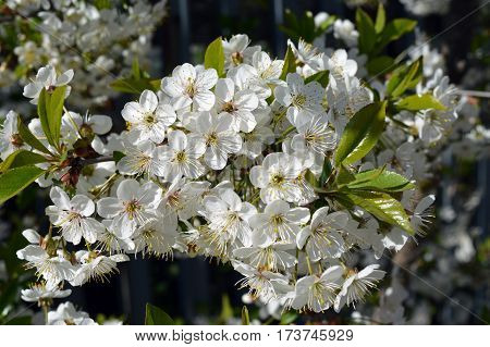 spring Bush flowers flowerbed greens snowdrop forest