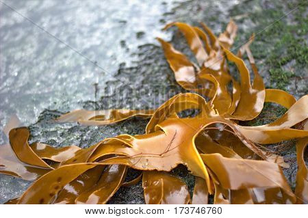 Seaweed on a beach in the Faroe Islands