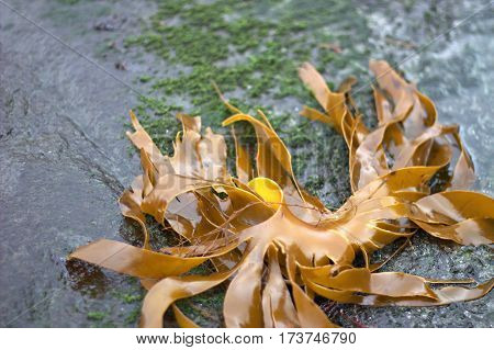 Seaweed on a beach in the Faroe Islands