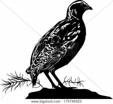 quail. bird quail. Vector silhouette of standing Common quail.