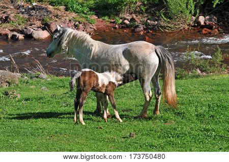Foal sucking milk.  Mare feeds the young horse