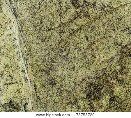 Natural Rainforest Green Marble Texture