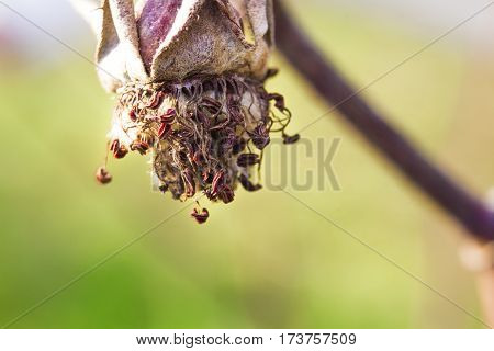 A dried rose with a limegreen background