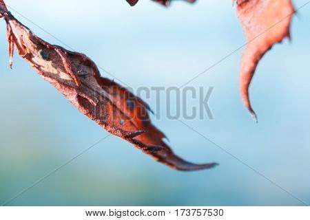 A dried rose leaf with a light blue background