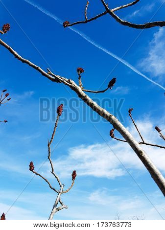 Picture of a tree with red fructs in a sunny day,blue sky