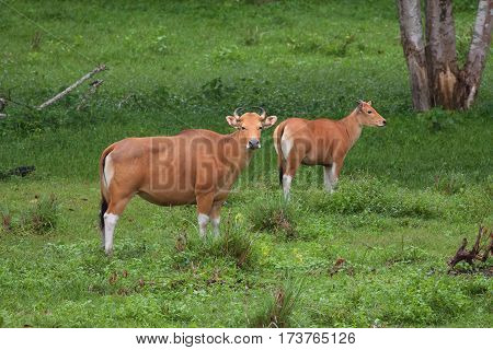 The two banteng seek the food in the meadow