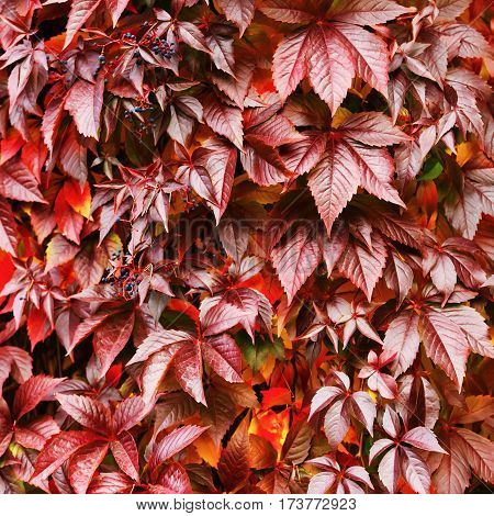 Bright red virginia creeper leaves. Autumn foliage. Beautiful Fall.