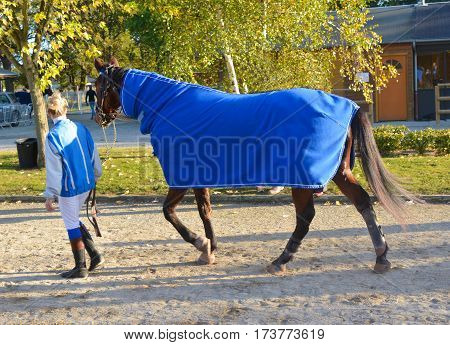 Horse after racing circuit competition.Hors after shower.