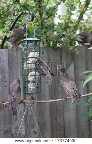 photo of a family group of fledgling starlings at a bird feeder