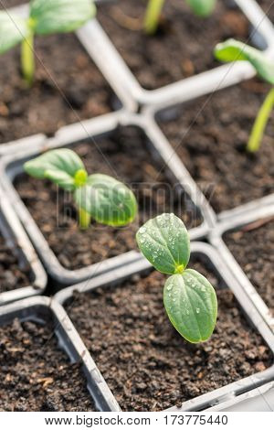 Nursery Cucumbers Ready For Seeding