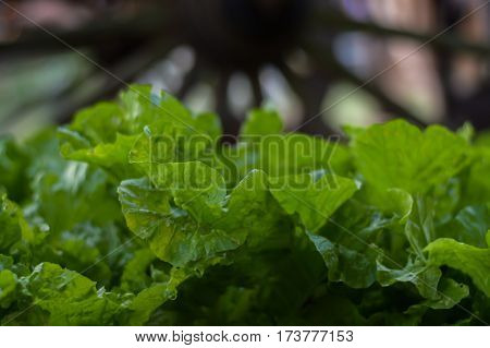 Convert organic vegetables in one of Samutsongkhram Thailand.