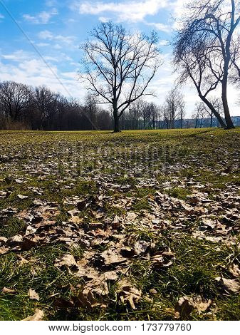 Picture of a two trees in a sunny day,blue sky