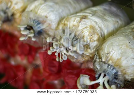 Mushroom cultivation in the bag infection of farm
