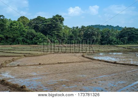 Paddy fields with crops of rice in Sri Lanka with palms and sky background