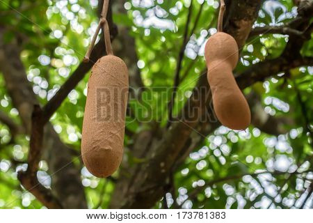 Fruit of Sausage tree or Kigelia africana