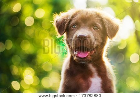 Brown Puppy With Bokeh Background