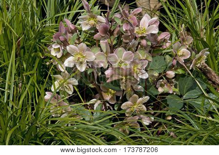 Helleborus In A Garden