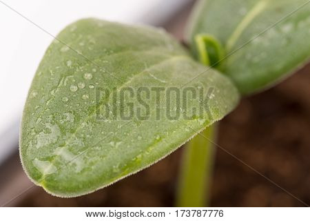 Closeup Macro Cucumber Leaf With Water Droplets